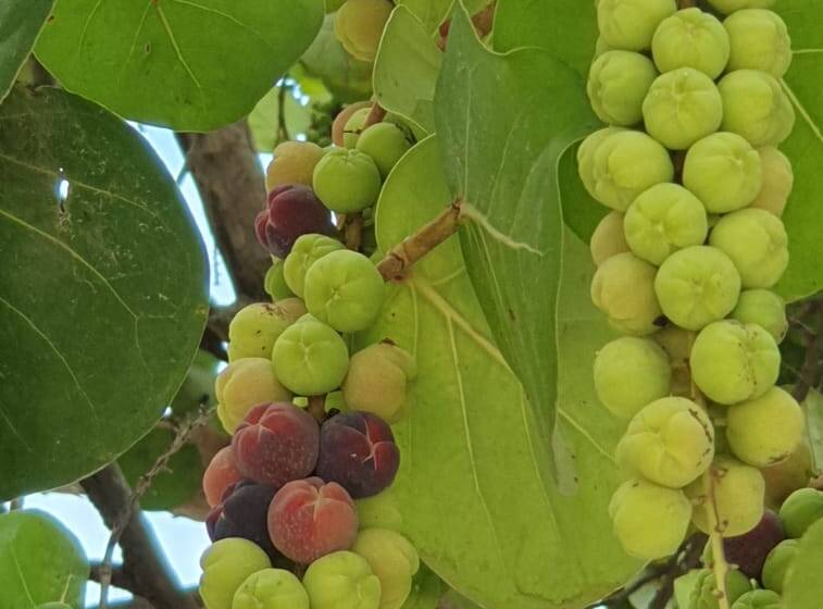 ‘Druif’ – Sea Grapes of Aruba